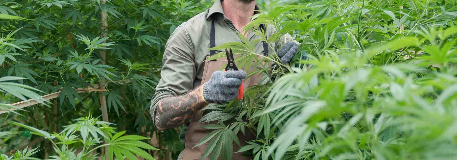 cannabis harvesting