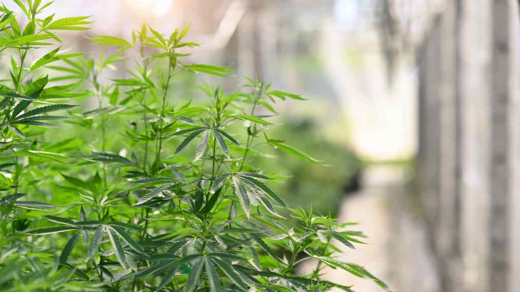 cannabis harvesting